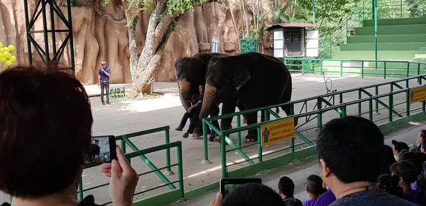 Thailand Pattaya 2018 Circus Performance Elephants Zoo — Stock Photo, Image