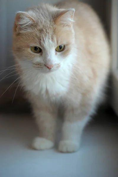 Gato Vermelho Branco Anos — Fotografia de Stock