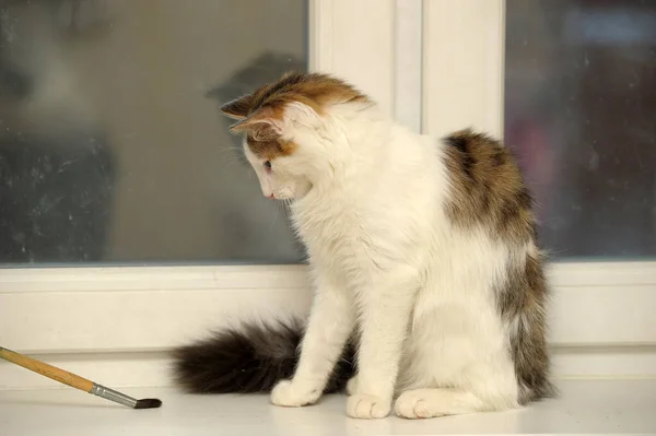 Young Norwegian Forest Cat Age Years — Stock Photo, Image