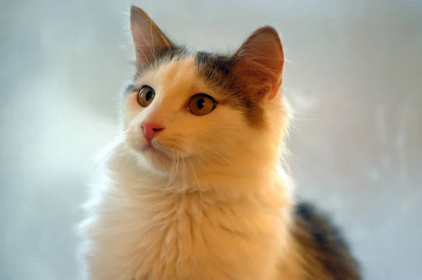 Jovem Gato Floresta Norueguesa Com Anos Idade — Fotografia de Stock