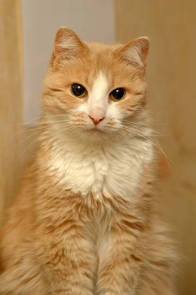 Gato Rojo Blanco Años — Foto de Stock