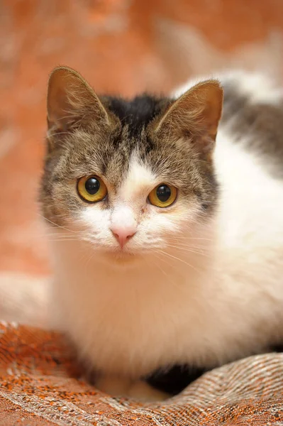 European Shorthair Cat Years Old — Stock Photo, Image