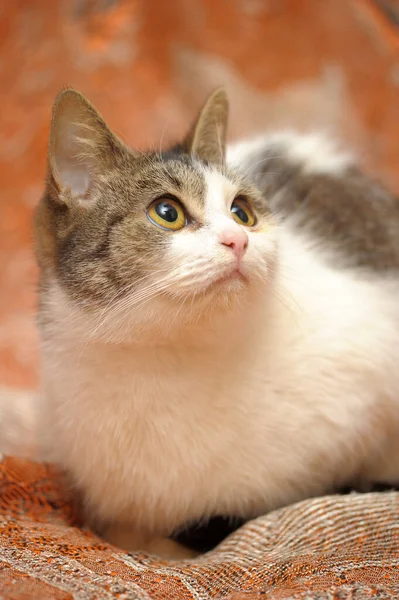 European Shorthair Cat Anni — Foto Stock