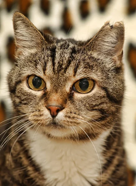 Años Edad Gato Tabby —  Fotos de Stock