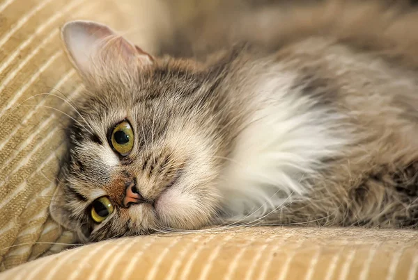 Gato Mullido Marrón Blanco Sofá — Foto de Stock