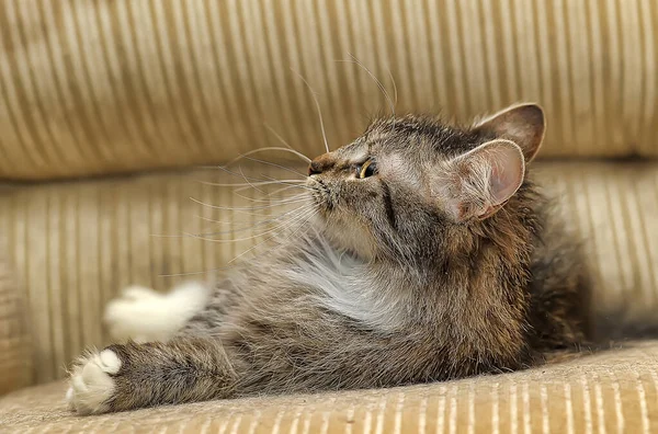 Bruin Wit Pluizige Kat Een Bank — Stockfoto