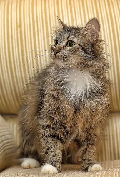 Bruin Wit Pluizige Kat Een Bank — Stockfoto