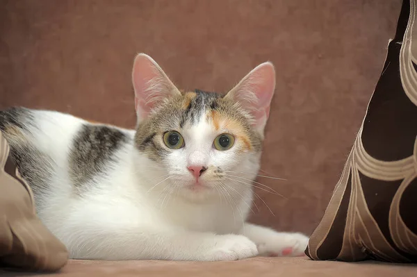 Junge Tricolor Katze Auf Der Couch — Stockfoto