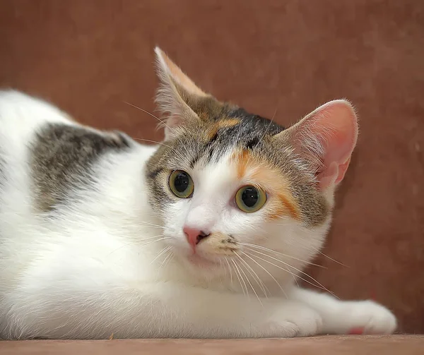 Молодая Трехцветная Кошка Диване — стоковое фото