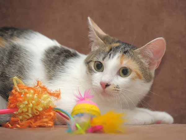 Young Tricolor Cat Couch — Stock Photo, Image