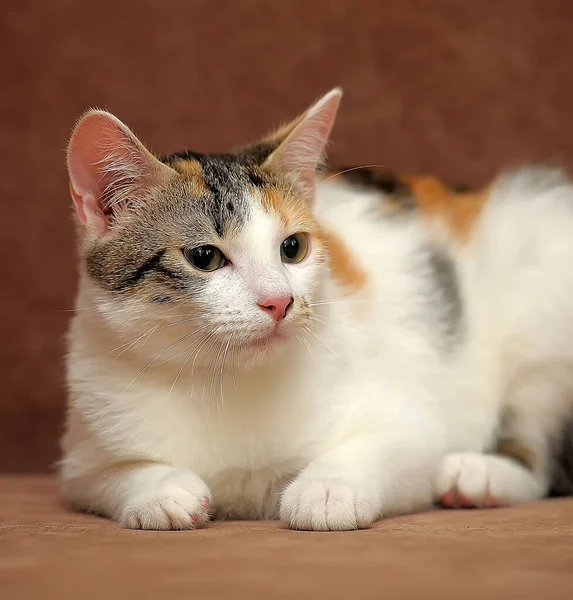 Молодий Триколорний Кіт Дивані — стокове фото