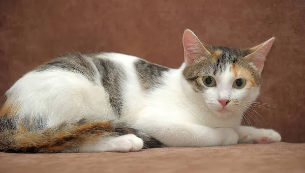 ソファの上の若い三色の猫 — ストック写真