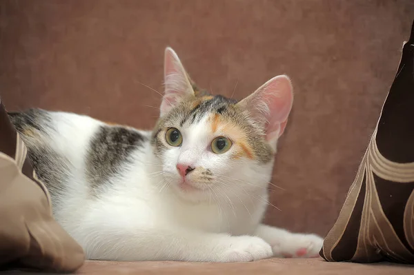 Junge Tricolor Katze Auf Der Couch — Stockfoto