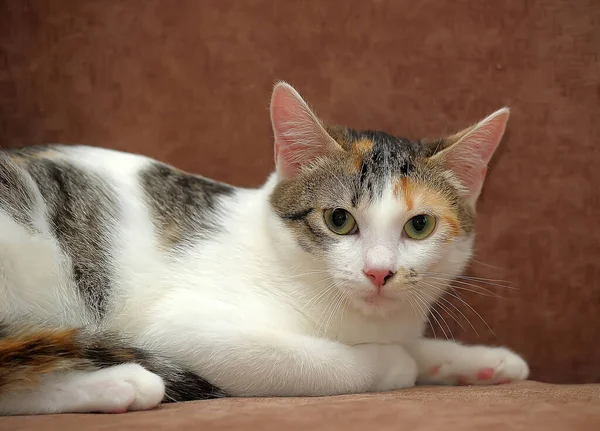 ソファの上の若い三色の猫 — ストック写真