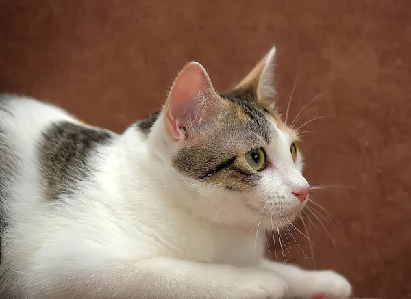 Młody Trójkolorowy Kot Kanapie — Zdjęcie stockowe