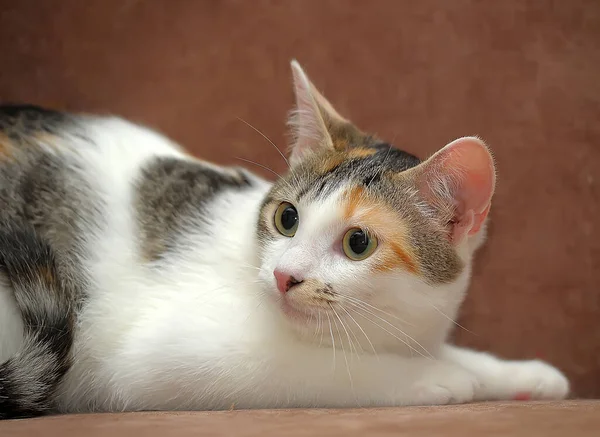Ung Tricolor Katt Soffan — Stockfoto