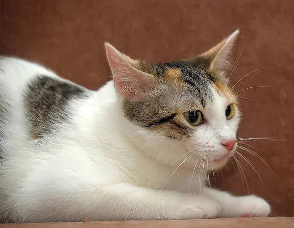 Молодий Триколорний Кіт Дивані — стокове фото
