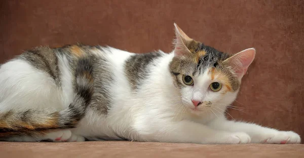 Junge Tricolor Katze Auf Der Couch — Stockfoto