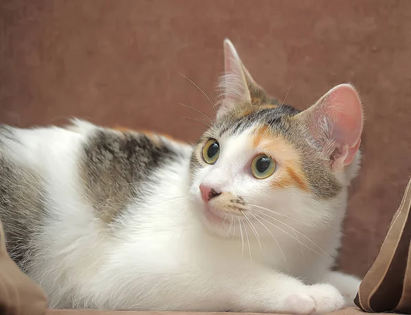 Jovem Gato Tricolor Sofá — Fotografia de Stock