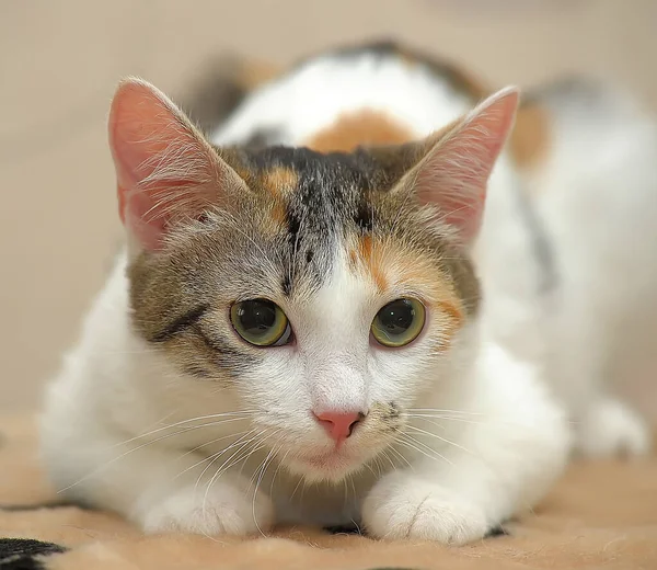 Genç Renkli Kedi Kanepede — Stok fotoğraf
