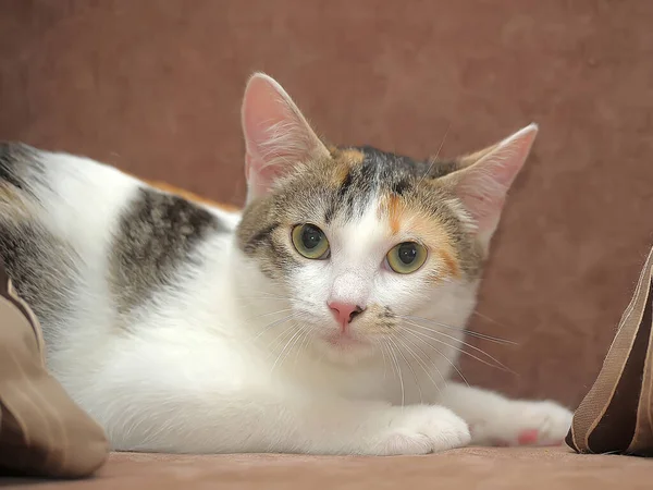 Young Tricolor Cat Couch — Stock Photo, Image