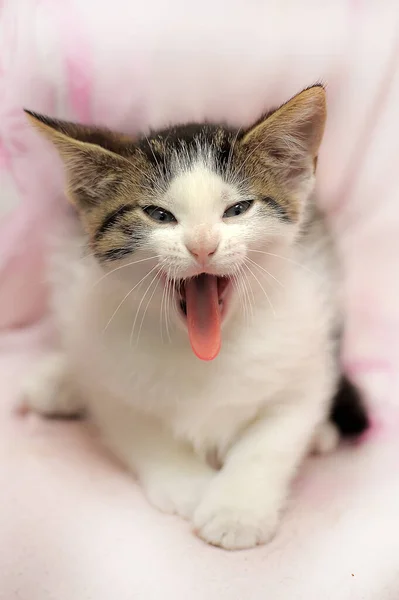 Funny Kitten Yawns Closeup Photo — Stock Photo, Image