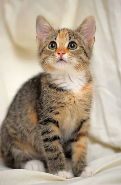 Kucing Lucu Bergaris Garis Tricolor Pada Latar Belakang Cahaya — Stok Foto
