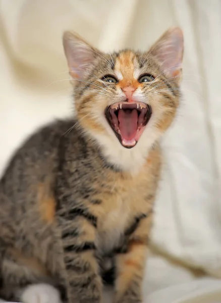 Funny Kitten Yawns Closeup Photo — Stock Photo, Image