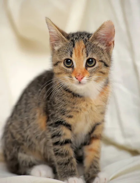 Açık Arkaplanda Renkli Çizgili Şirin Kedi Yavrusu — Stok fotoğraf