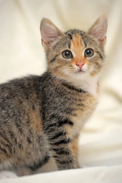 光を背景に三色のストライプかわいい子猫 — ストック写真