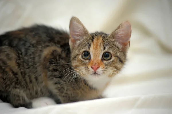 Chaton Mignon Rayé Tricolore Sur Fond Clair — Photo