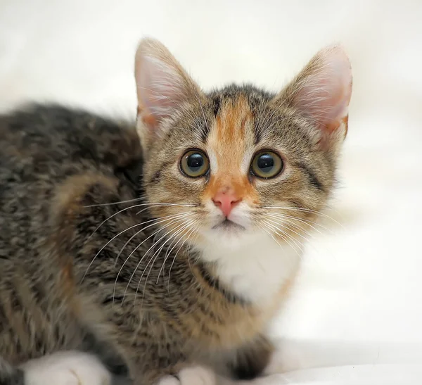 Tricolor Listrado Gatinho Bonito Fundo Leve — Fotografia de Stock