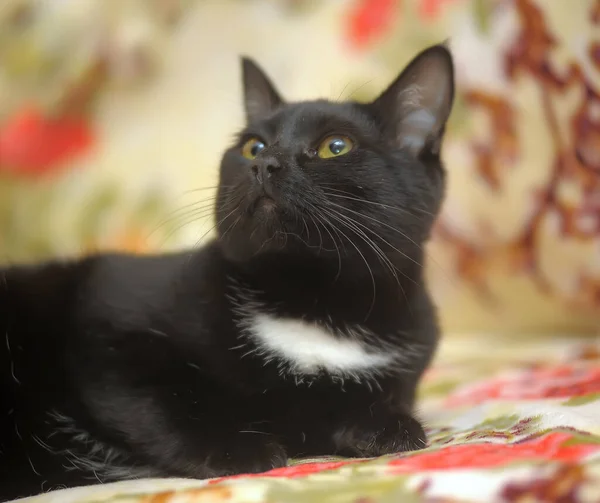 Krásná Krátkosrstá Černá Kočka Bílými Prsy — Stock fotografie