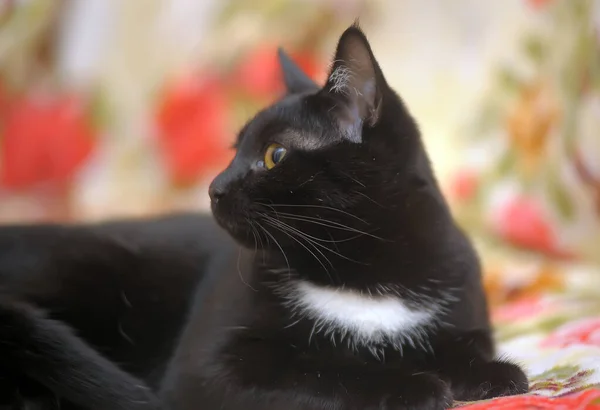 Hermosa Taquigrafía Negro Gato Con Blanco Pecho — Foto de Stock