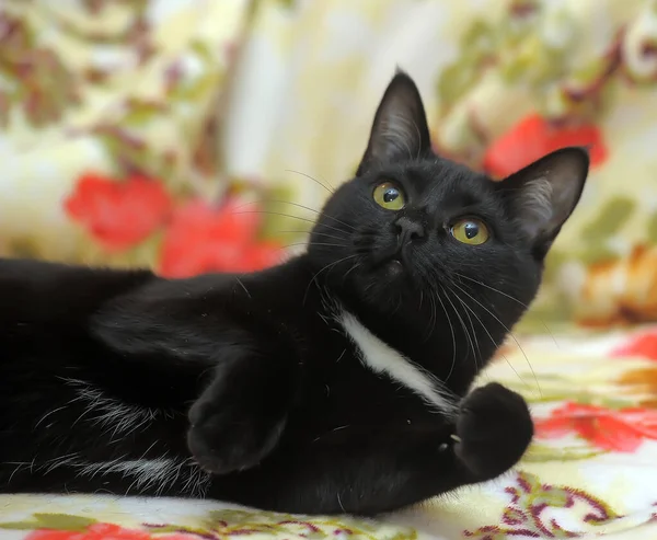 Vacker Stenografisvart Katt Med Vitt Bröst — Stockfoto