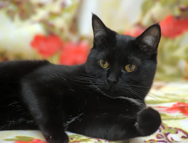 Hermosa Taquigrafía Negro Gato Con Blanco Pecho — Foto de Stock