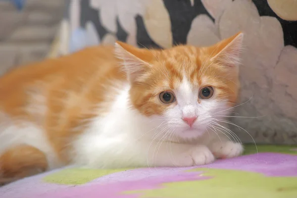 Unhappy Scared Redhead White Kitten — Stock Photo, Image