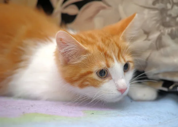 Unhappy Scared Redhead White Kitten — Stock Photo, Image