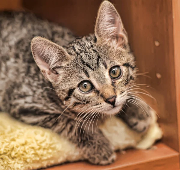 Söt Tabby Kattunge Ligger Vit Rutig Hemma — Stockfoto