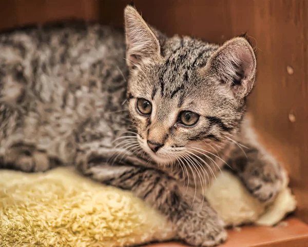 Cute Tabby Kitten Lies White Plaid Home — Stock Photo, Image