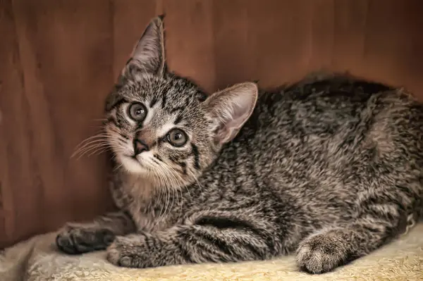 Gatinho Bonito Tabby Encontra Xadrez Branco Casa — Fotografia de Stock