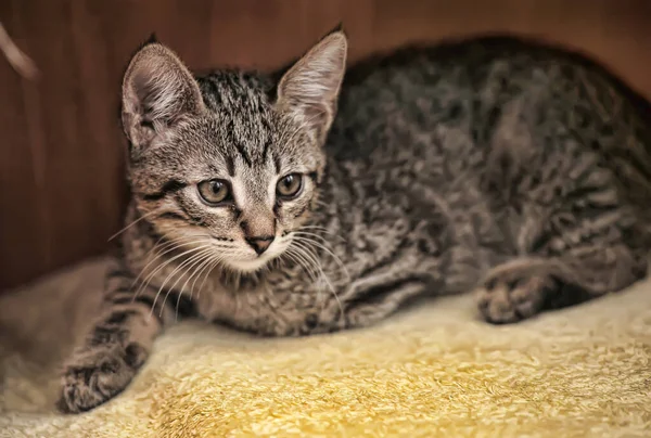 Lindo Tabby Gatito Mentiras Blanco Cuadros Casa — Foto de Stock