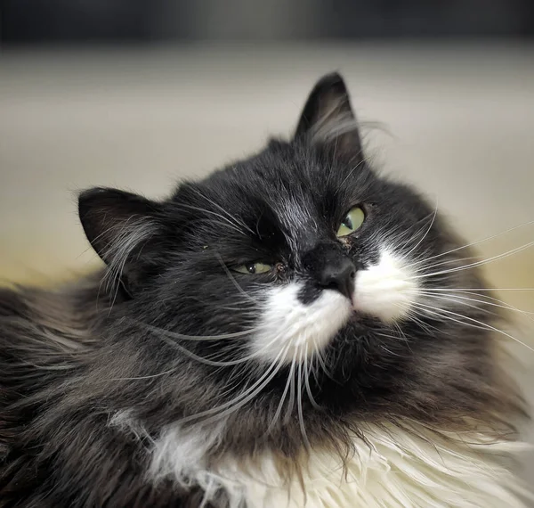 Hermoso Esponjoso Gato Cattery — Foto de Stock