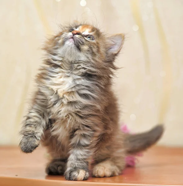 猫窝里漂亮的绒毛三色小猫 — 图库照片