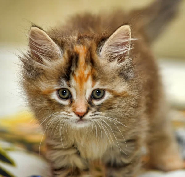 Beautiful Fluffy Tri Color Kitten Cattery — Stock Photo, Image