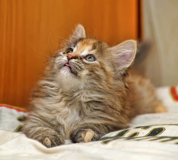 Hermoso Mullido Tri Color Gatito Cattery —  Fotos de Stock