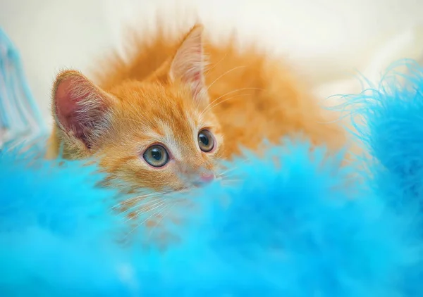 Gatinho Gengibre Fofo Bonito Cattery — Fotografia de Stock