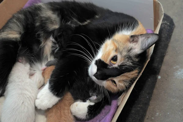 Gato Sin Hogar Con Gatitos Una Caja — Foto de Stock