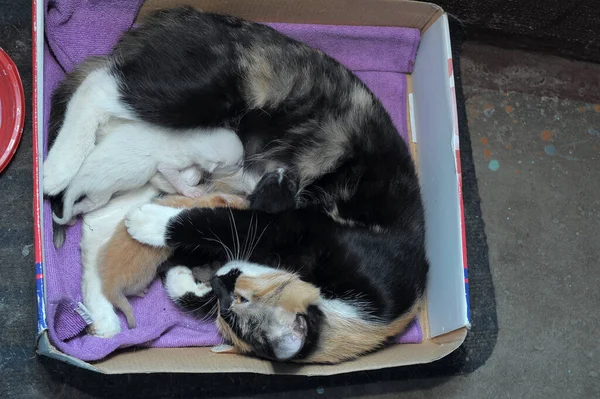 homeless cat with kittens in a box