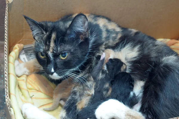Dakloze Kat Met Kittens Een Doos — Stockfoto